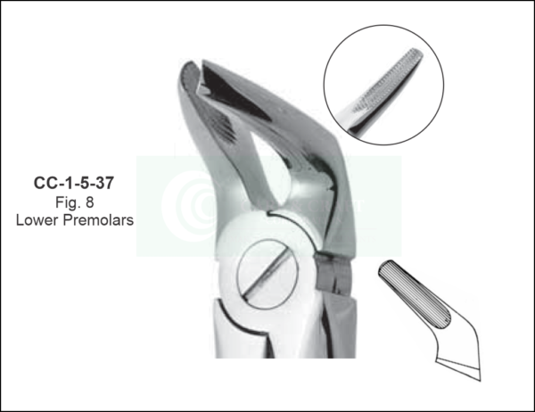 English Pattern Fig 8 - Lower Premolars